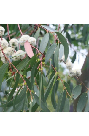 1 Personne XL Percale Eucalyptus Feuilles