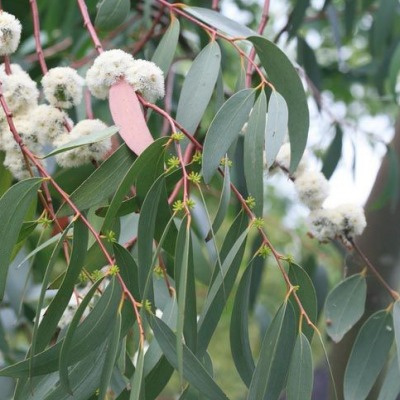 eucalyptus en feuilles